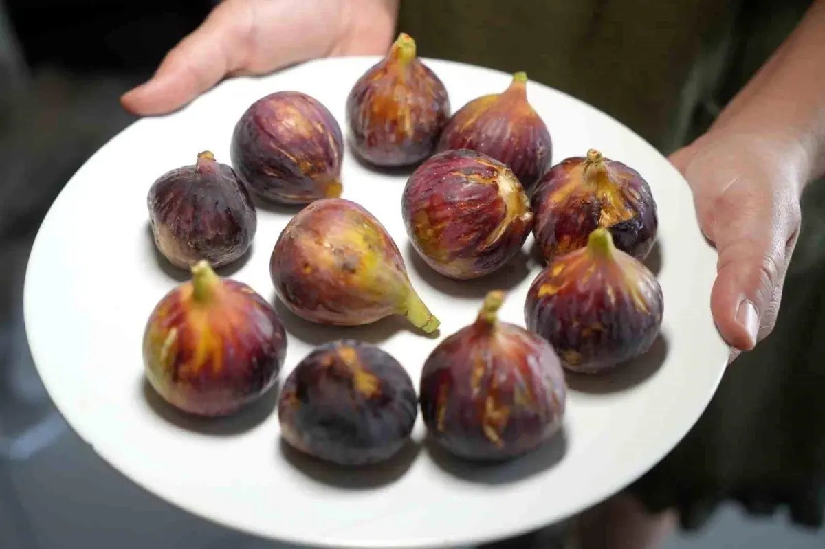 inciri kabuguyla tuketin m4VKMwZt