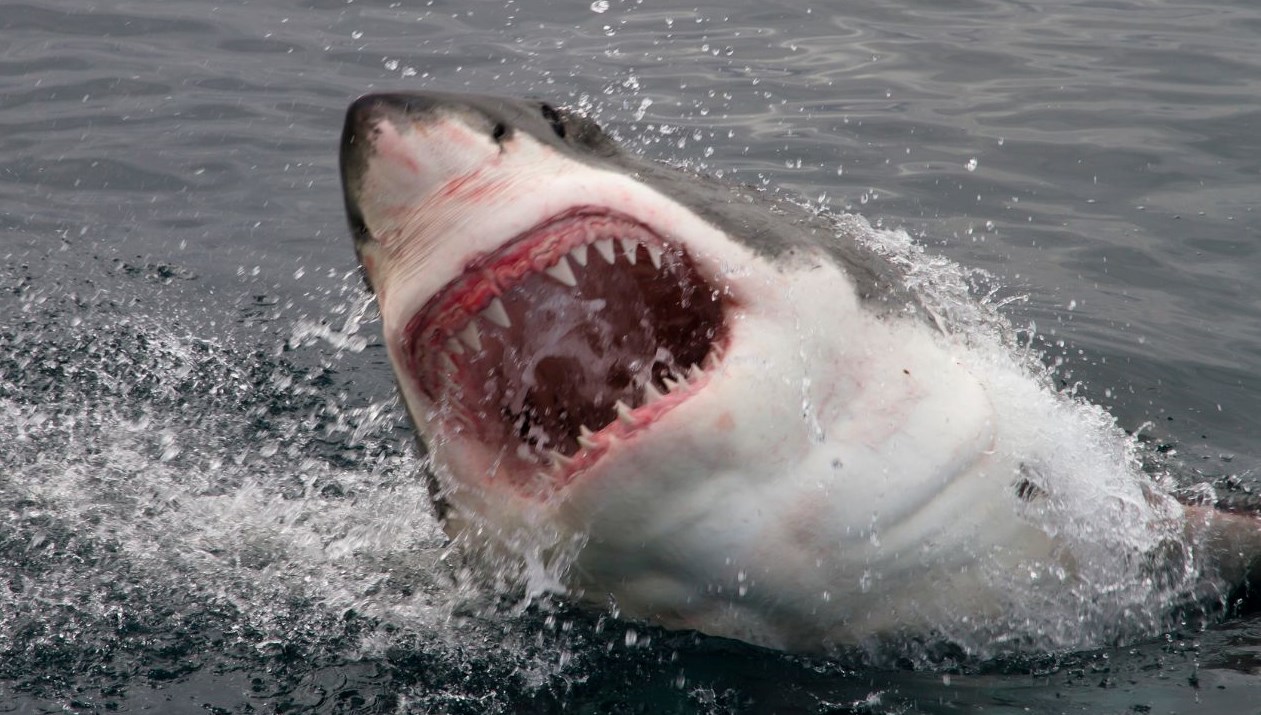 kopek baliklarinin en guclu silahina okyanus suyu tehlikesi n5SqNDe7