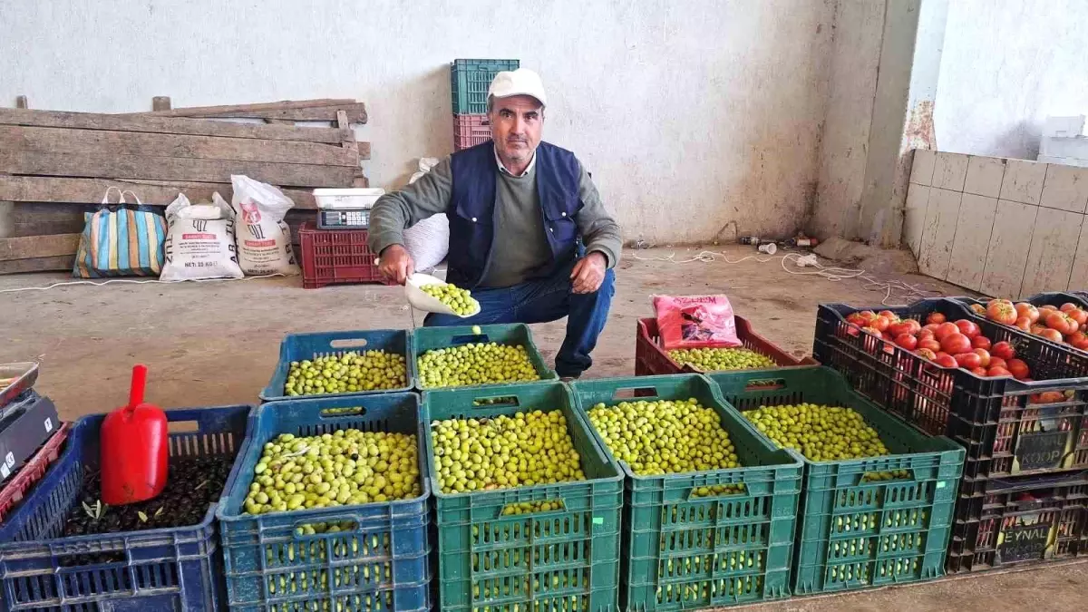 hisarcikta zeytin yapimina ilgi artiyor 6xUdGFbq.jpg