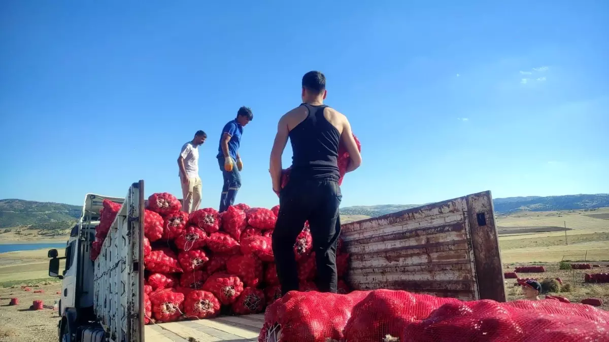 yozgatta sogan hasadi imece usuluyle yapiliyor SV2ISvfN.jpg