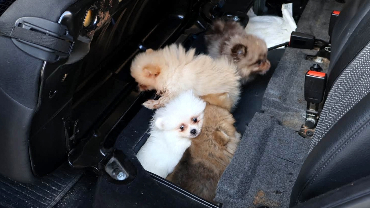 Koltugun altina gizlemisler kapikulede 5 pomeranian yavrusu son anda kurtarildi yF17vgyT